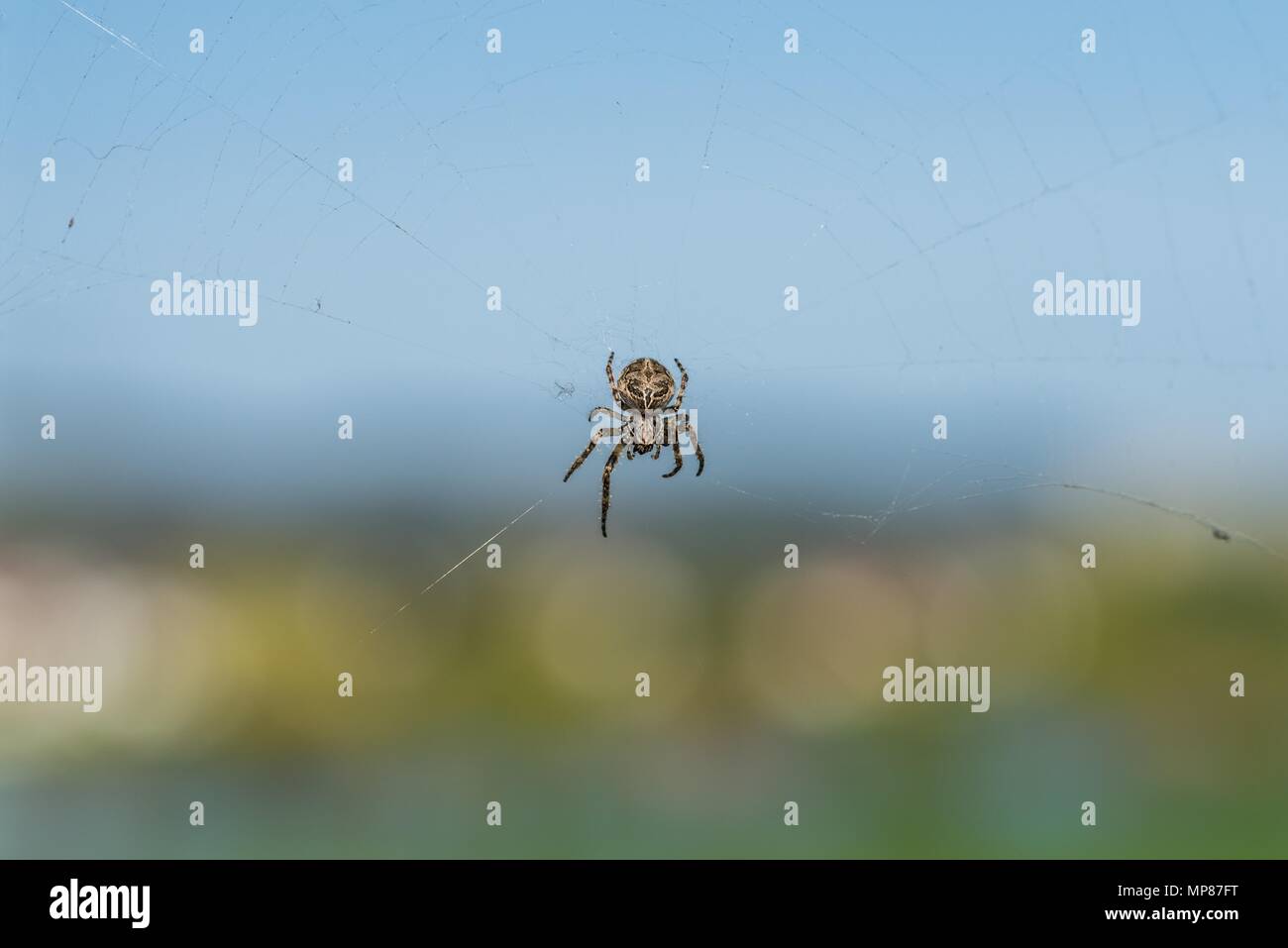 Spider on railing hi-res stock photography and images - Alamy