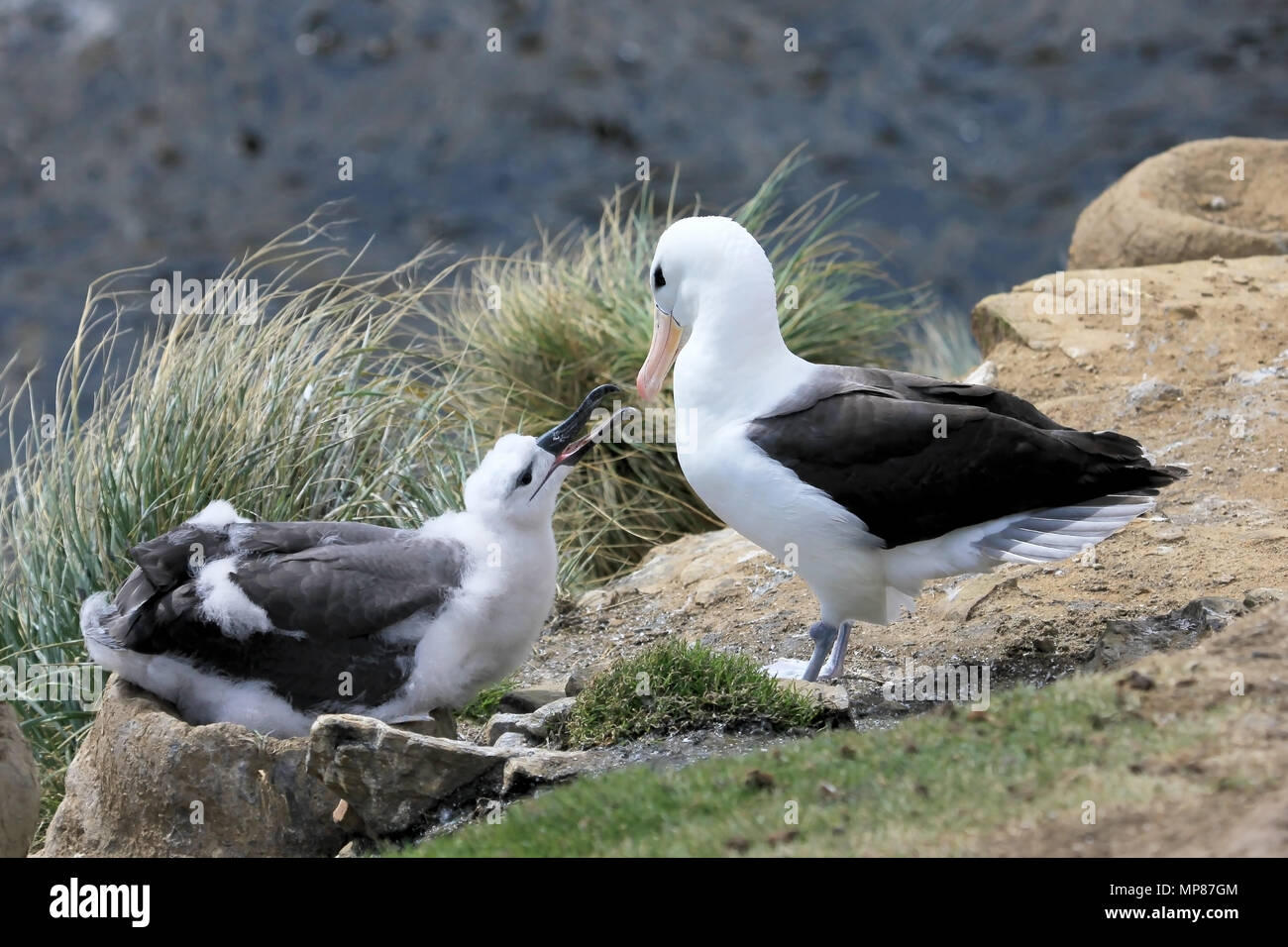 Black Browed Albatross, thalassarche melanophris, Falkland Islands Stock Photo