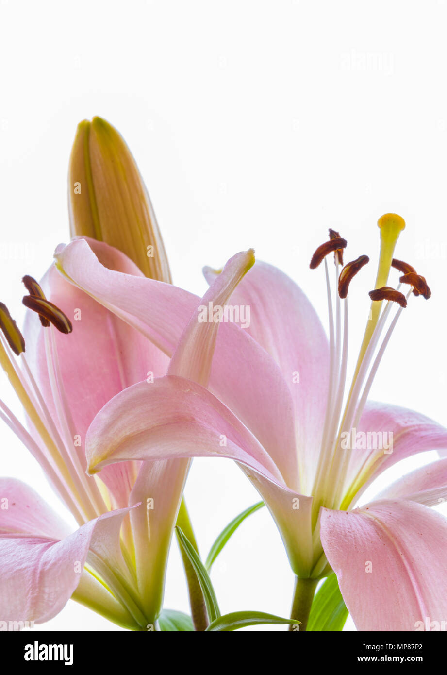 Two pink Lilies against a white background Stock Photo