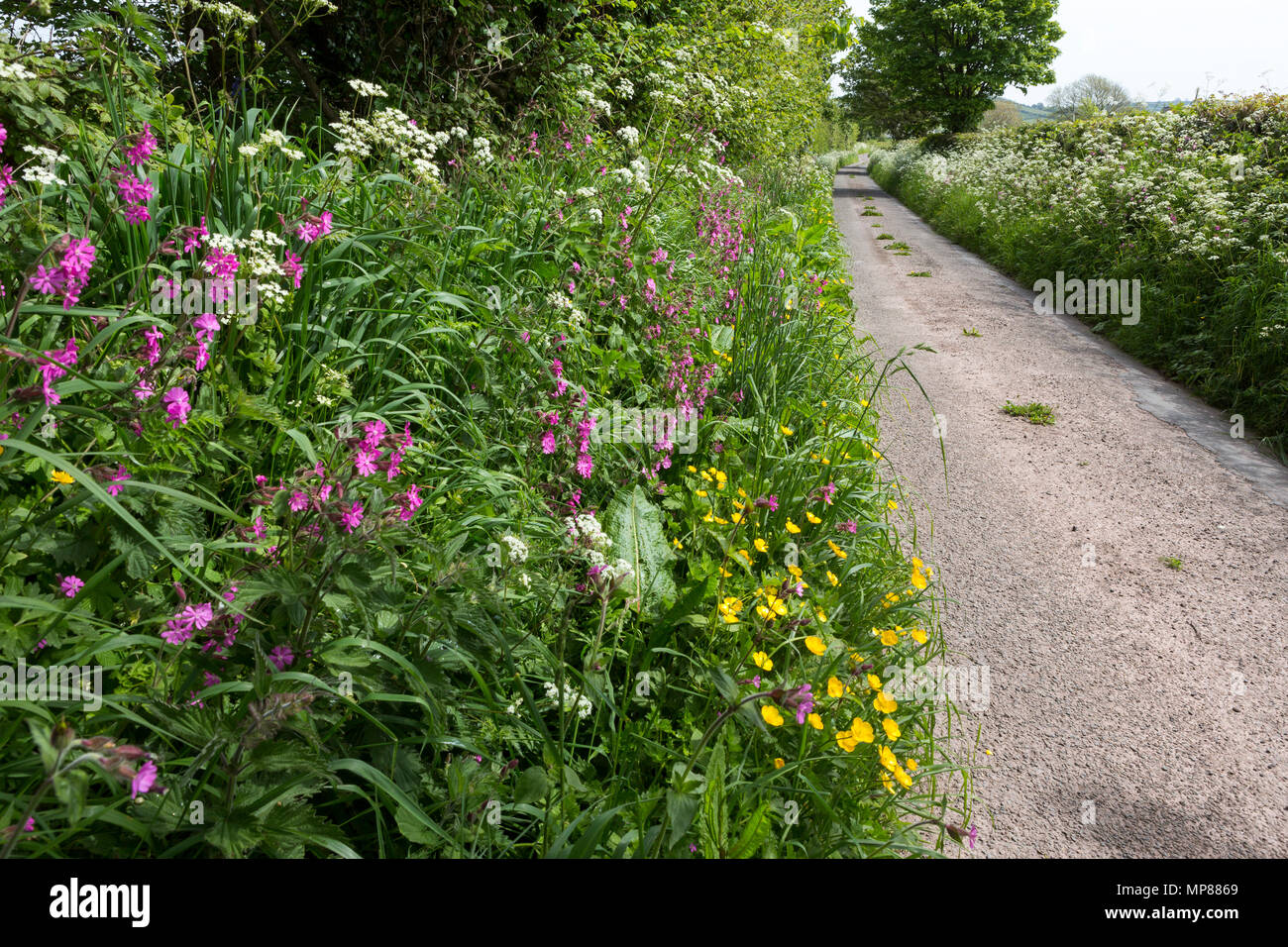 Roadside verge in the countryside in spring, full of wild flowers and grasses Stock Photo
