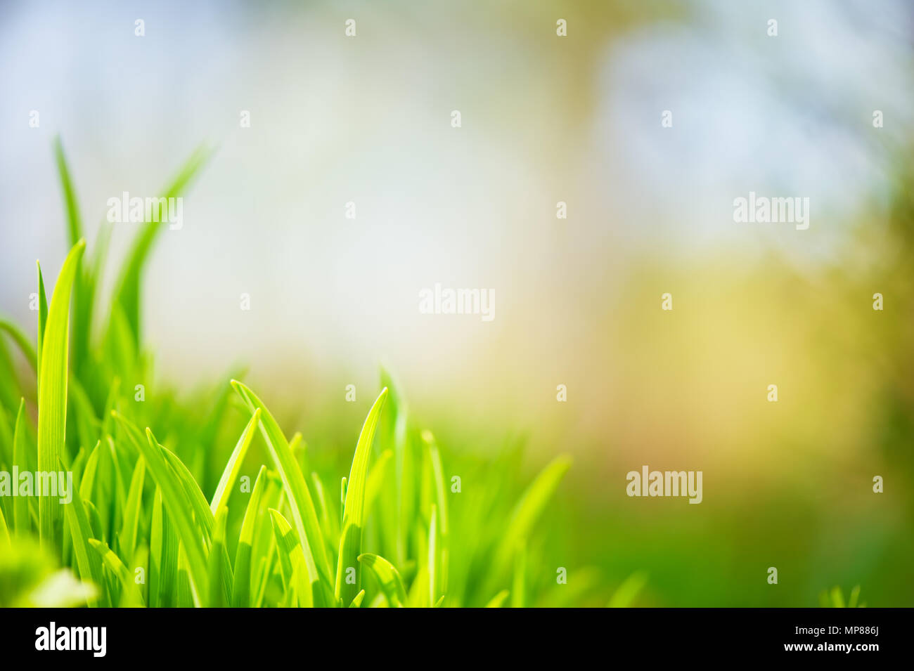 Green grass. Selective focus and very shallow depth of field Stock ...