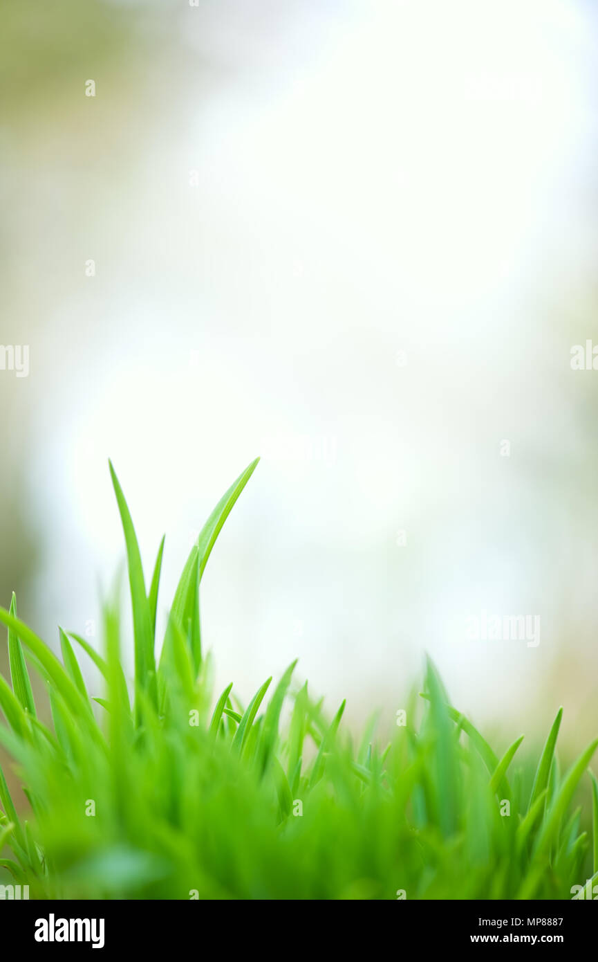 Green grass. Selective focus and very shallow depth of field Stock ...