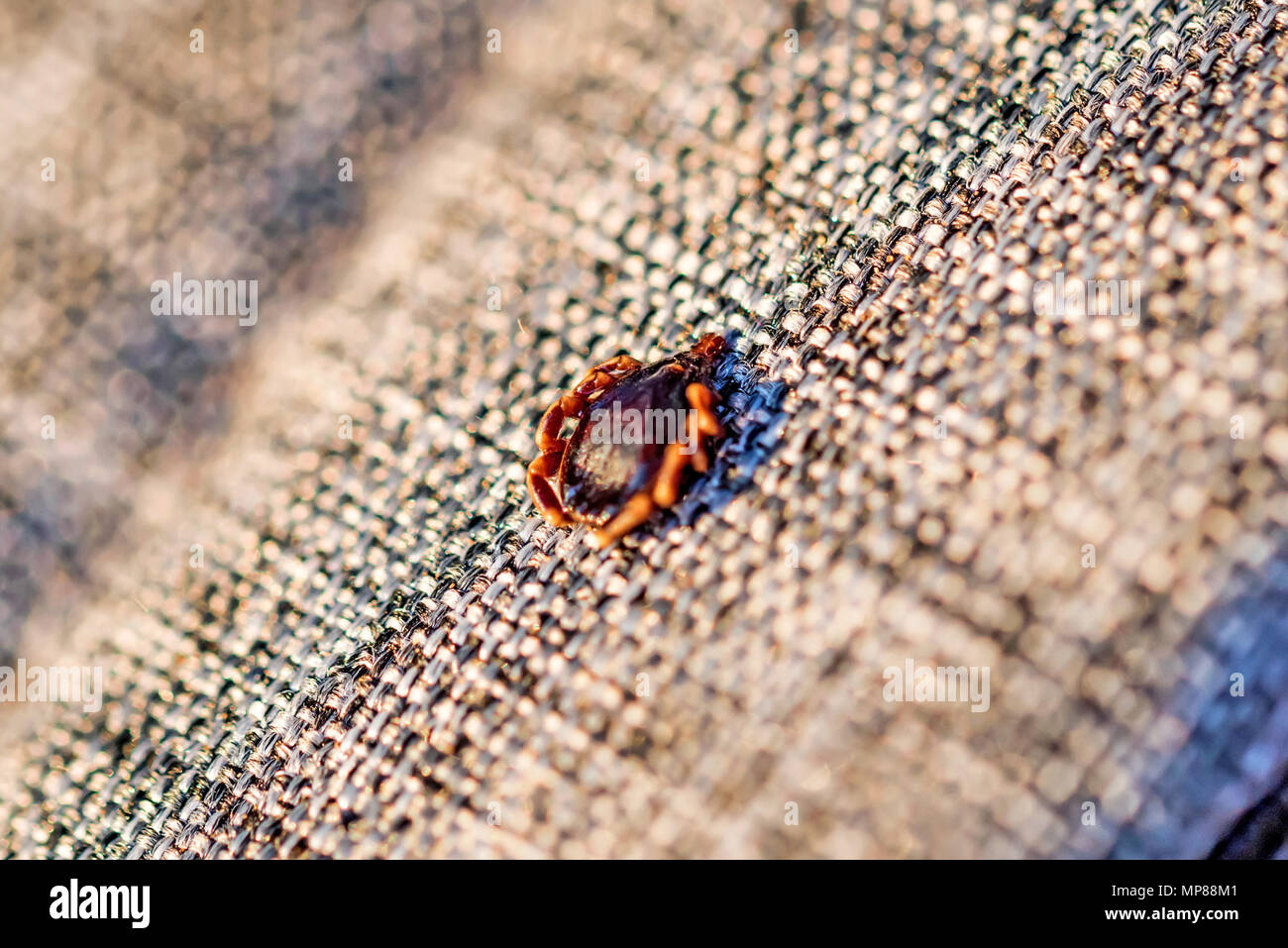Dangerous parasite mite sits on cloth texture Stock Photo