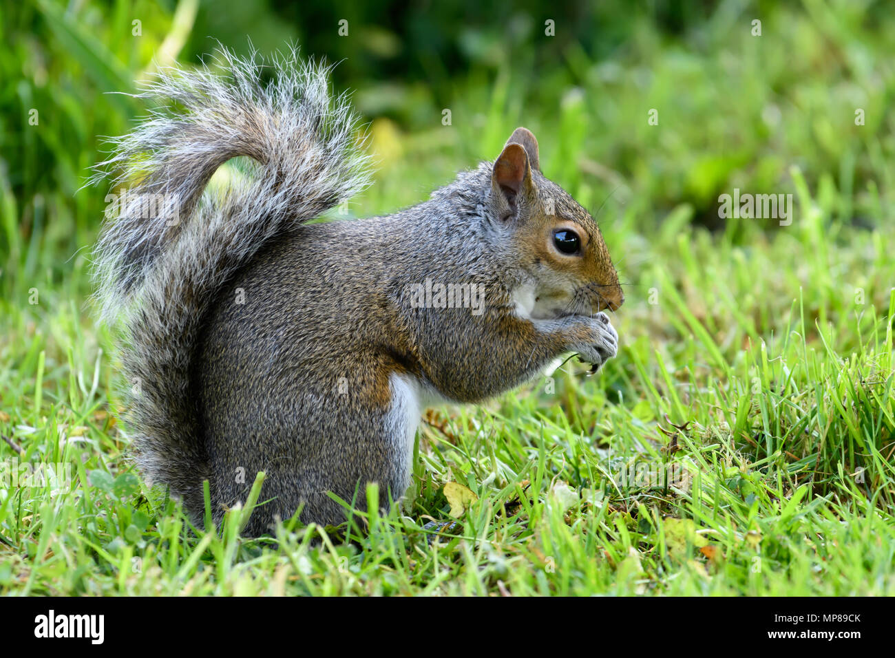 Gray Squirrel on grass Stock Photo