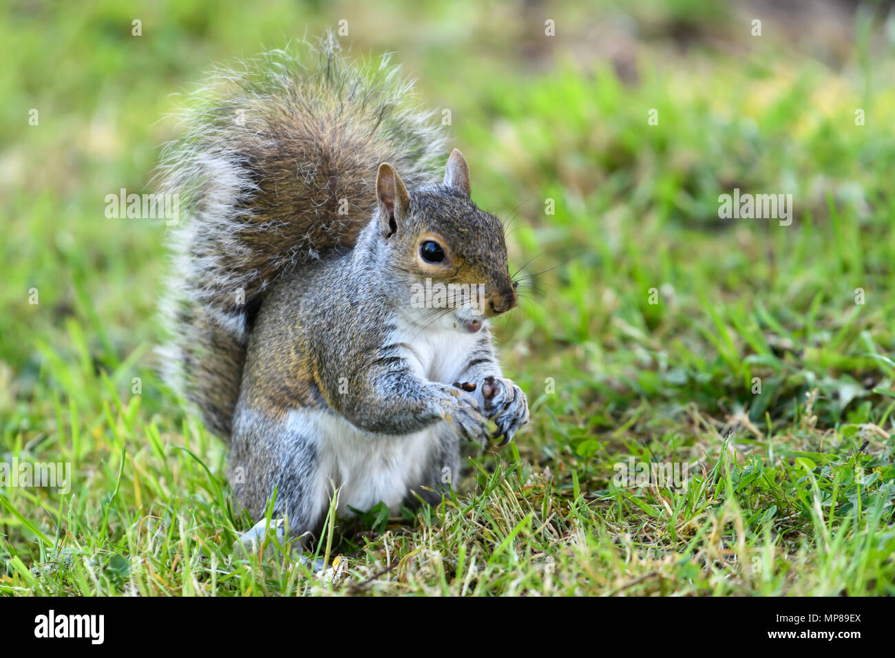 Gray Squirrel on grass Stock Photo
