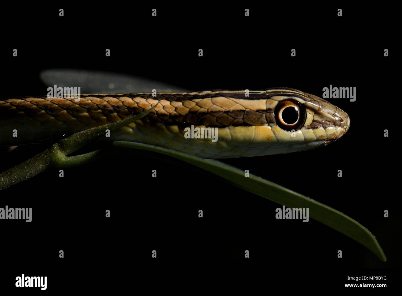 Leith's Sand Snake isolated in black Stock Photo