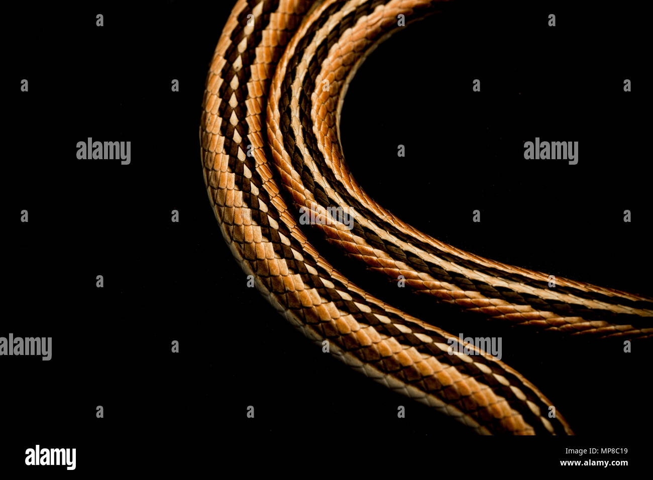 Snake Body isolated in black, looking like gold chain. Stock Photo