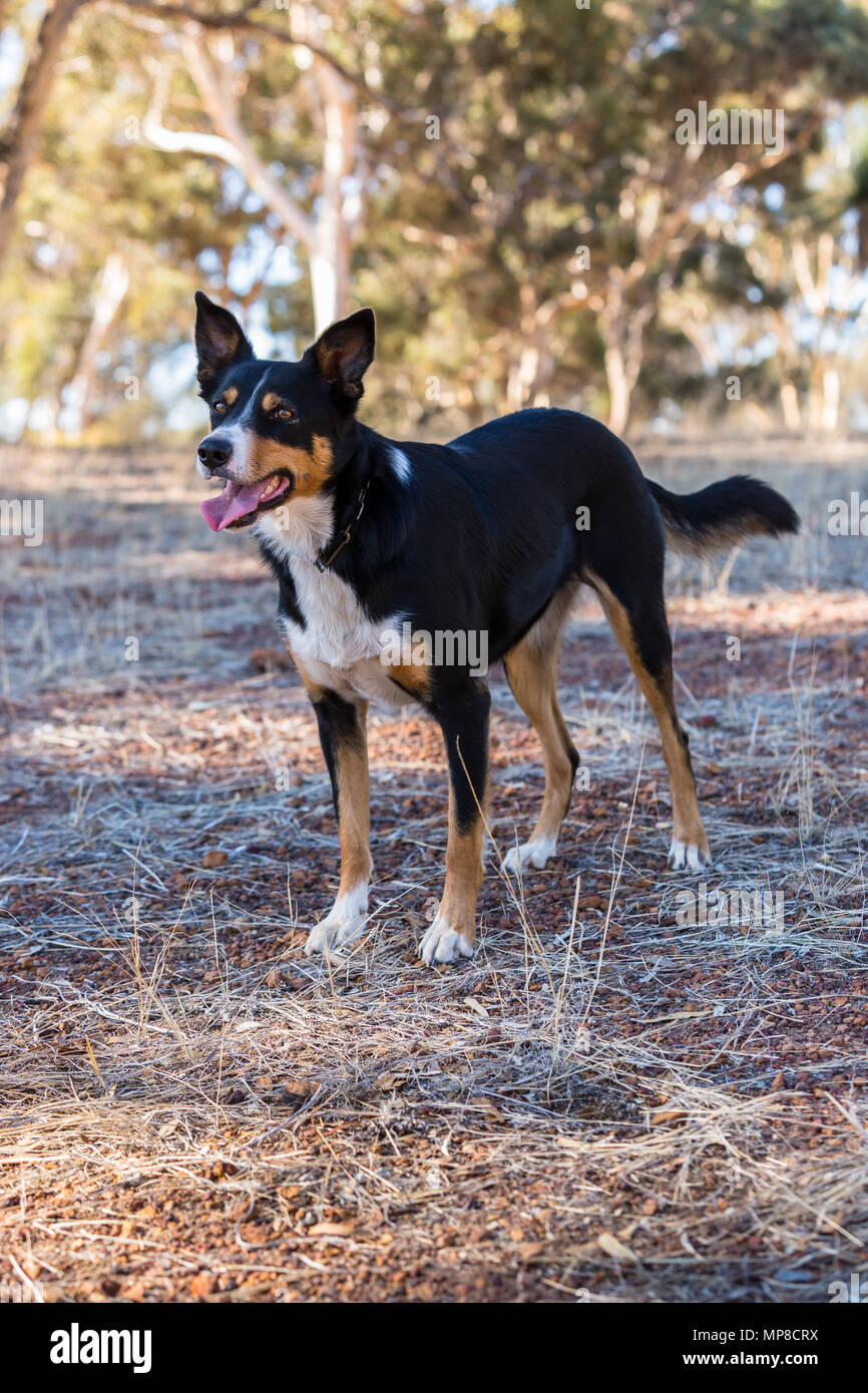 Tri coloured kelpie in paddock Stock 