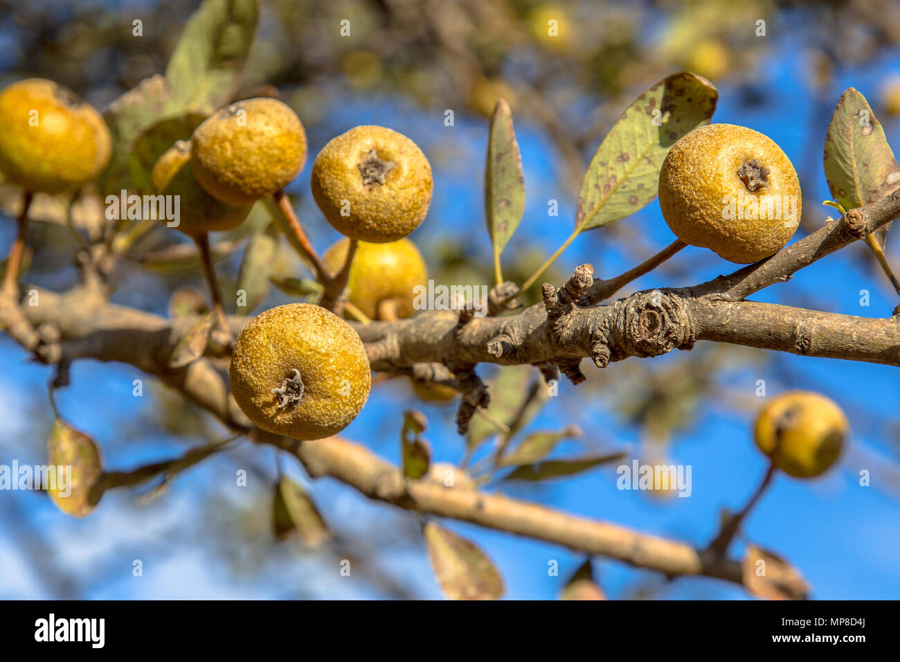 Wild pear (Pyrus pyraster) fruit on branch on sunny day on greece countryside Stock Photo