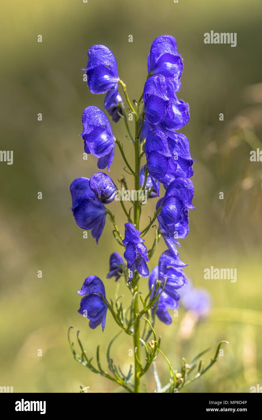 Monk's hood (Aconitum napellus) blue flowers on green blurred background Stock Photo
