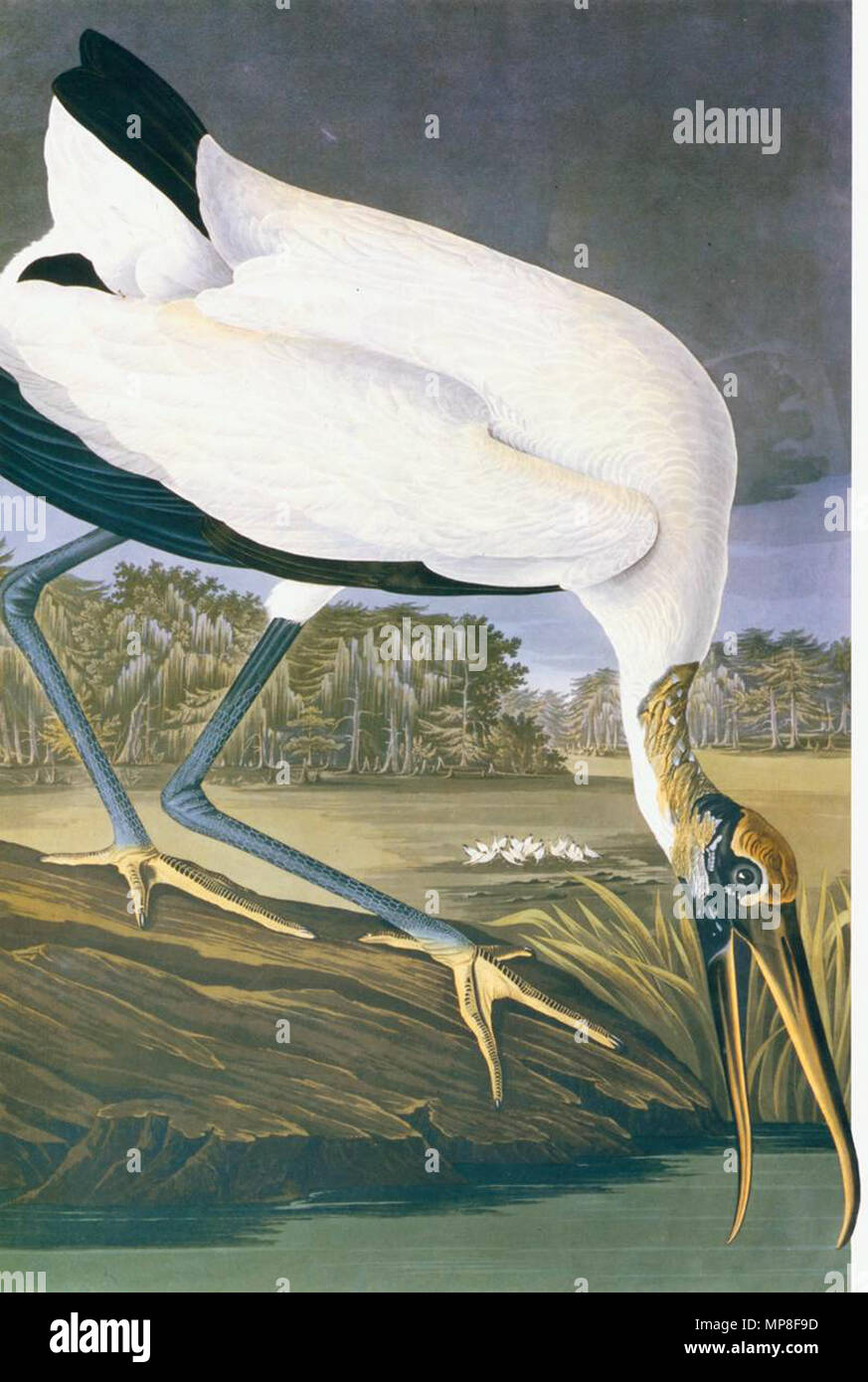 American bird illustrations hi-res stock photography and images - Alamy