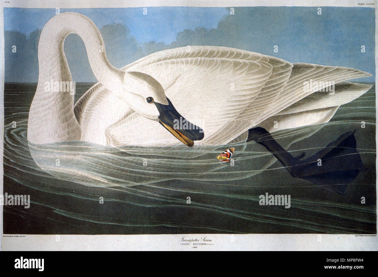 English Cygnus Buccinator Trumpeter Swan 18 John James Audubon 1785 1851 Alternative Names Birth Name Jean English Cygnus Buccinator Trumpeter Swan 18 John James Audubon 1785 1851 Alternative Names Birth Name Jean