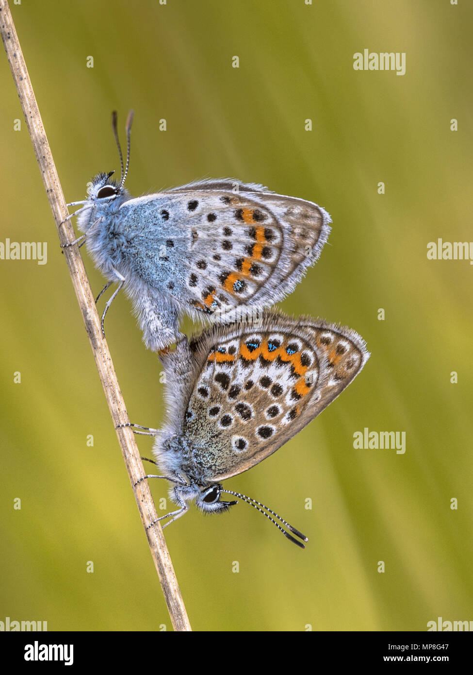 Pair of silver-studded blue (Plebejus argus) butterfly mating on grass in natural habitat Stock Photo