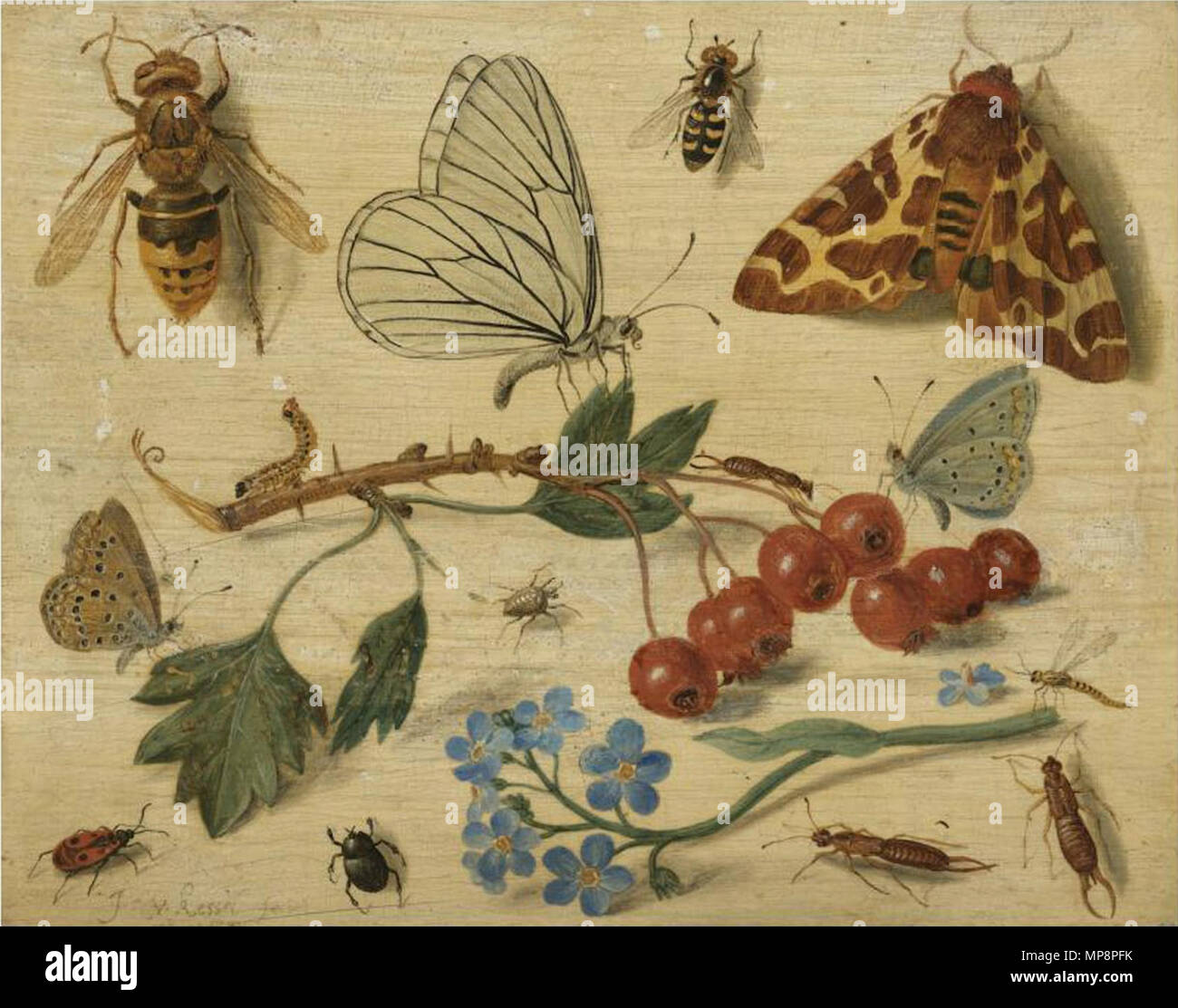 Jan van kessel insects hi-res stock photography and images - Alamy
