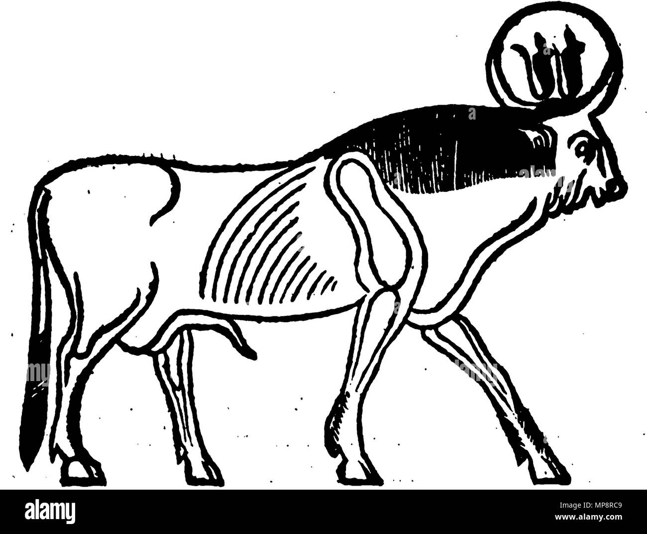 . English: Bull of Apis, from Athanasius Kircher, Oedipus Aegyptiacus, 1652 . 25 November 2011.   Athanasius Kircher  (1602–)       Alternative names Atanasio Kircher  Description German jesuit, philosopher and historian  Date of birth/death 2 May 1602 28 November 1680 / 27 November 1680  Location of birth/death Geisa Rome  Authority control  : Q76738 VIAF: 31998409 ISNI: 0000 0001 2126 6092 ULAN: 500149892 LCCN: n79065772 NLA: 35786916 WorldCat 766 Kircher oedipus aegyptiacus 16 apis 2 Stock Photo