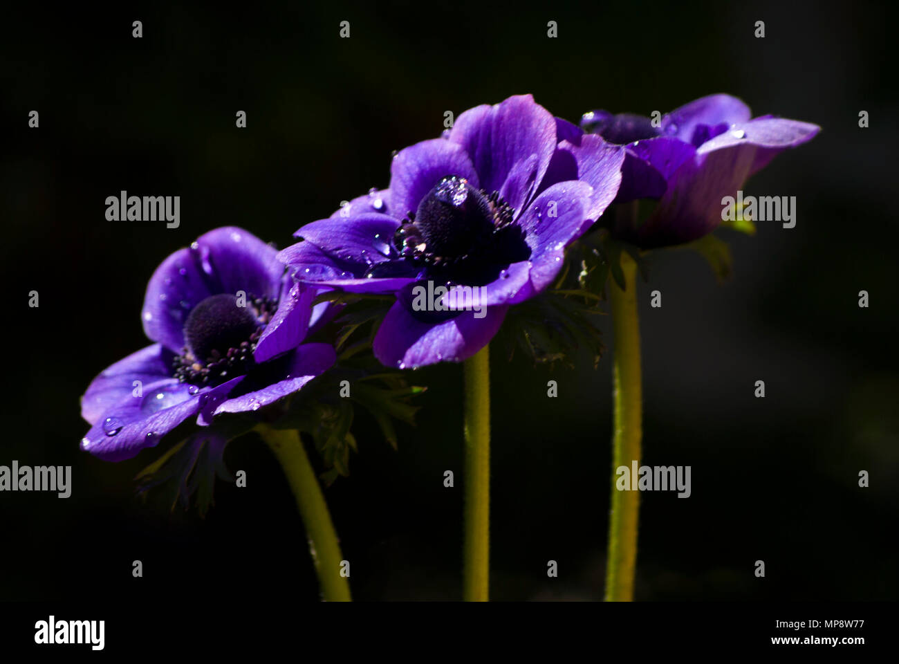 Tree purple anemones, in a dark background. With drops of water onto theirs petals. Close-up. Bokeh Stock Photo