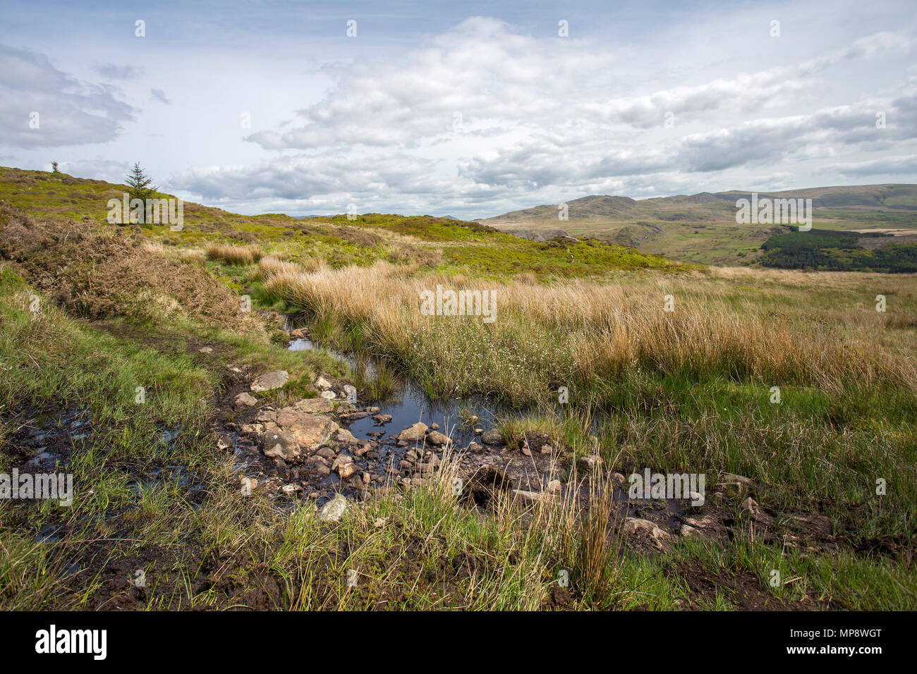 A small body of water in marshland in The Lake District with a view of hills in the background. Stock Photo