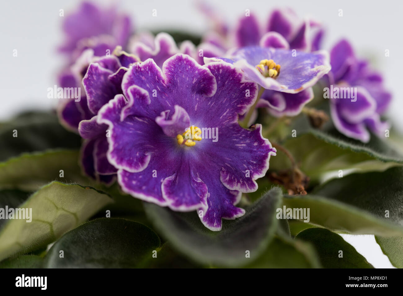 varietal violet DS Raisins or Izum taken with a macro lens Stock Photo