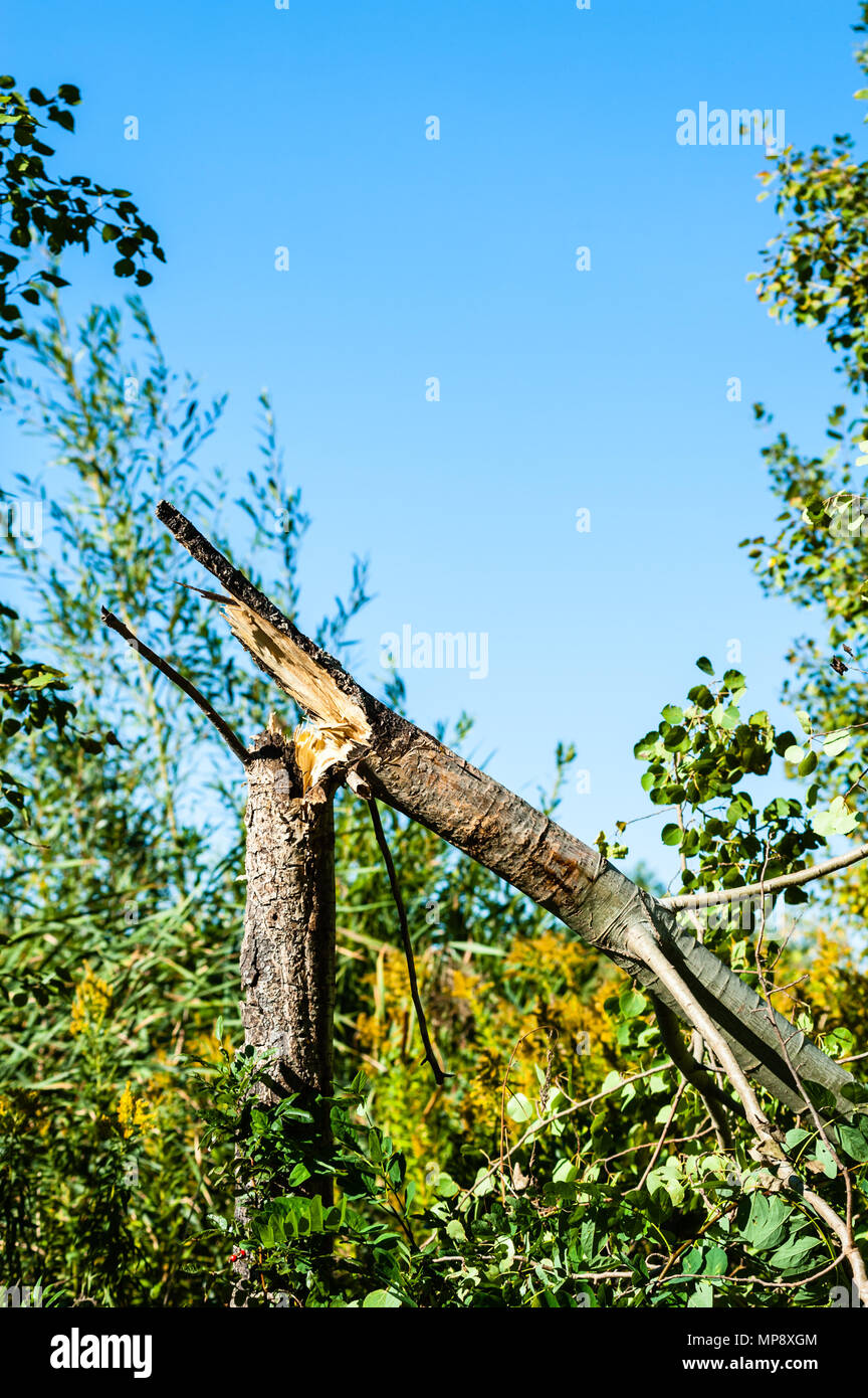 Tree broken in half and lying at angle in bushes under clear blue sky. Stock Photo