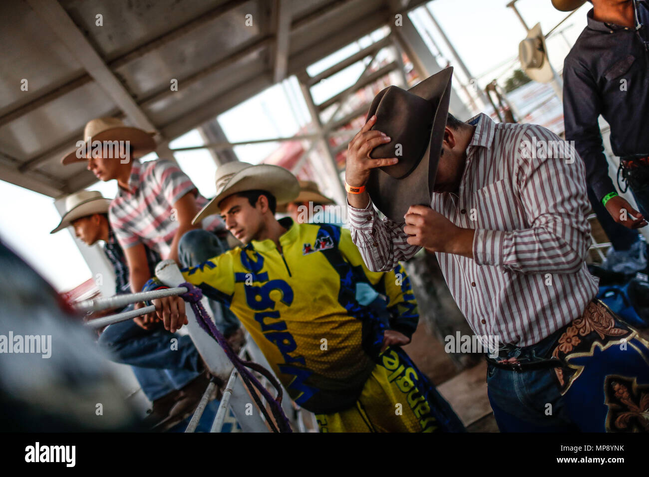 Boar Rodeo Mexican wild boar hi-res stock photography and images - Alamy