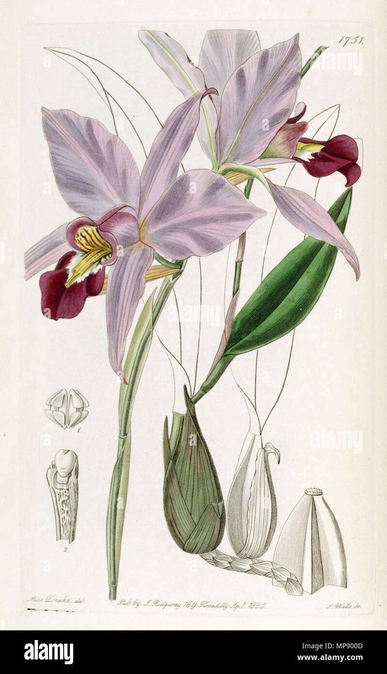 . Laelia anceps . 1836. Miss Drake (1803-1857) del., J. Watts sc. 789 Laelia anceps - Edwards vol 21 pl 1751 (1836) Stock Photo