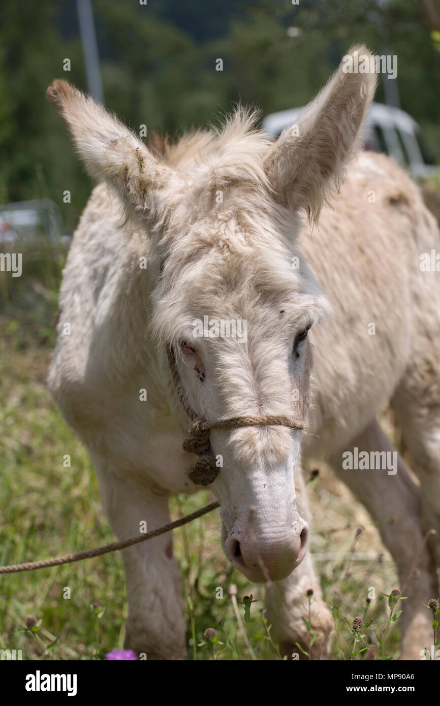 Donkey field sky animal head hi-res stock photography and images - Alamy