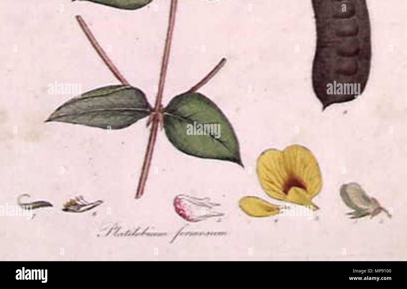 . This is a detail from an image of a print of a hand coloured engraving by James Sowerby (1757-1822), based on drawing nominally by John White but probably by the convict artist Thomas Watling. It appeared as Tab. IV in James Edward Smith's 1793 A Specimen of the Botany of New Holland. The plant depicted is Platylobium formosum (Common Name). The accompanying text explains the figure [will follow here]  . 1793. James Sowerby 1010 Platylobium formosum (Sowerby) -detail- Stock Photo