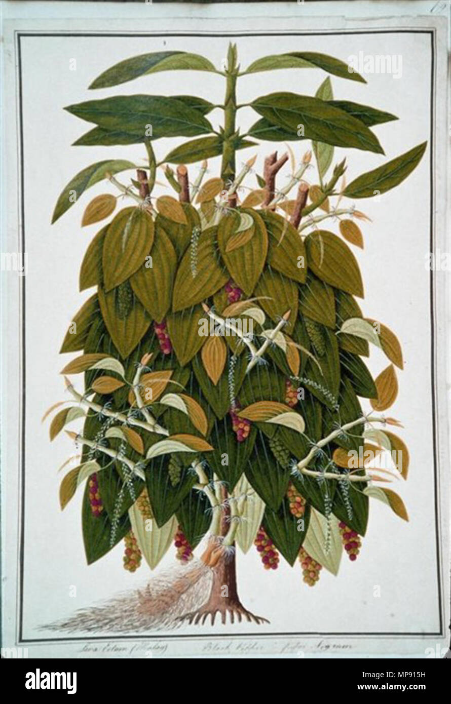794 Lava Etam Malay Black Pepper Piper Nigrum William Farquhar Collection 1819 1823 Stock Photo Alamy