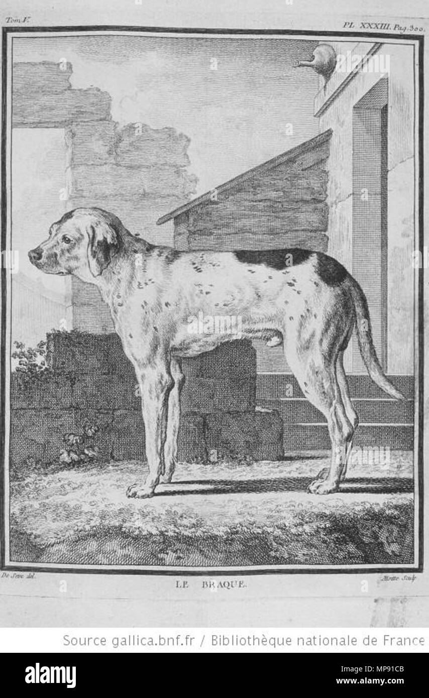 . English: A Gundog of Braque type . 1755. Georges-Louis Leclerc Buffon + Jacques de Sève 796 Le Braque (Buffon) Stock Photo