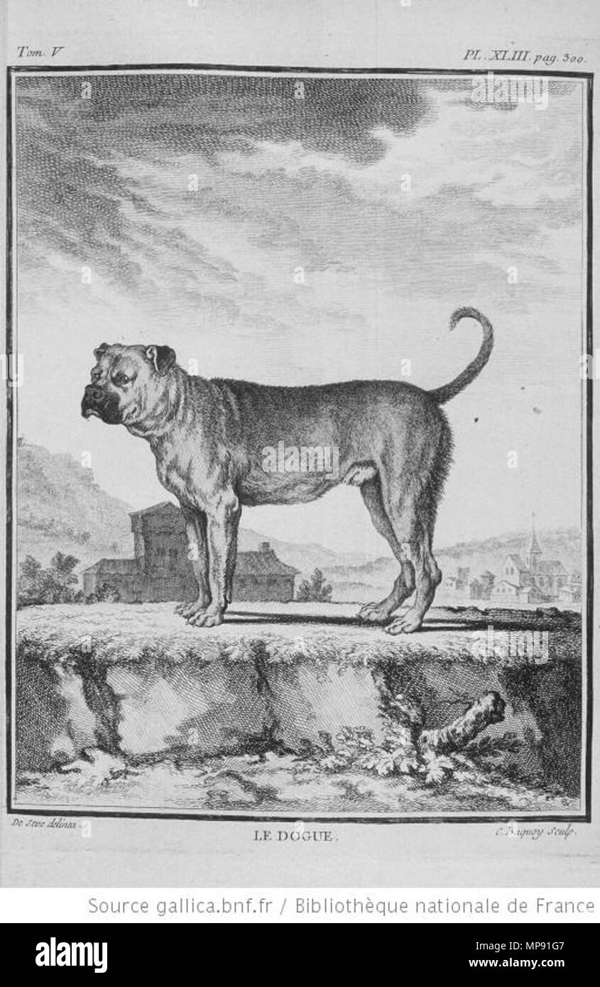. English: A mastiff. Le Dogue. 1755. Georges-Louis Leclerc Buffon + Jacques de Sève 797 Le Dogue (Buffon) Stock Photo