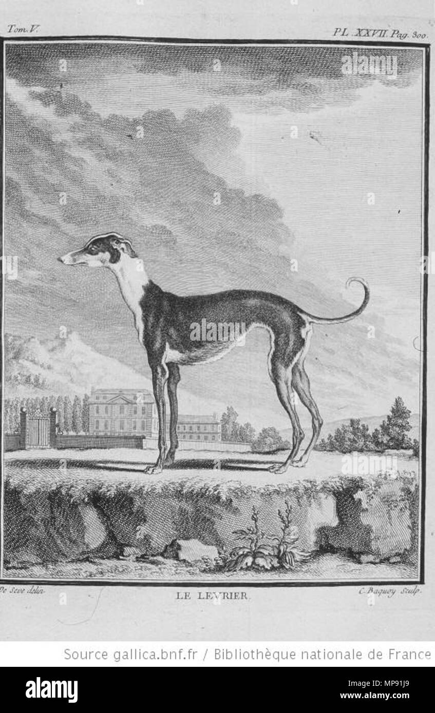 . English: Greyhound . 1755. Georges-Louis Leclerc Buffon + Jacques de Sève 797 Le Levrier (Buffon) Stock Photo