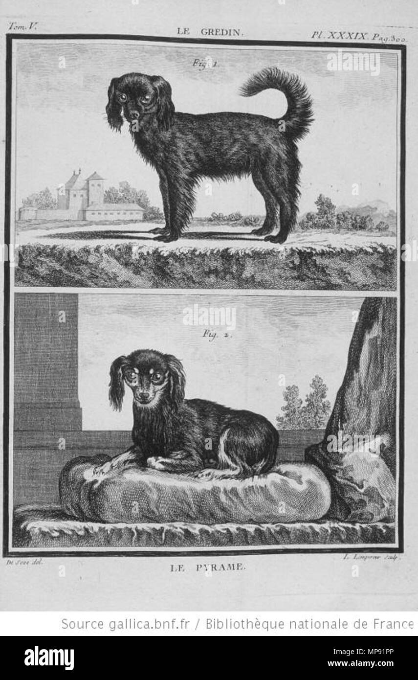 . English: Continental Toy Spaniel . 1755. Georges-Louis Leclerc Buffon + Jacques de Sève 798 Le Pyrame (Buffon) Stock Photo