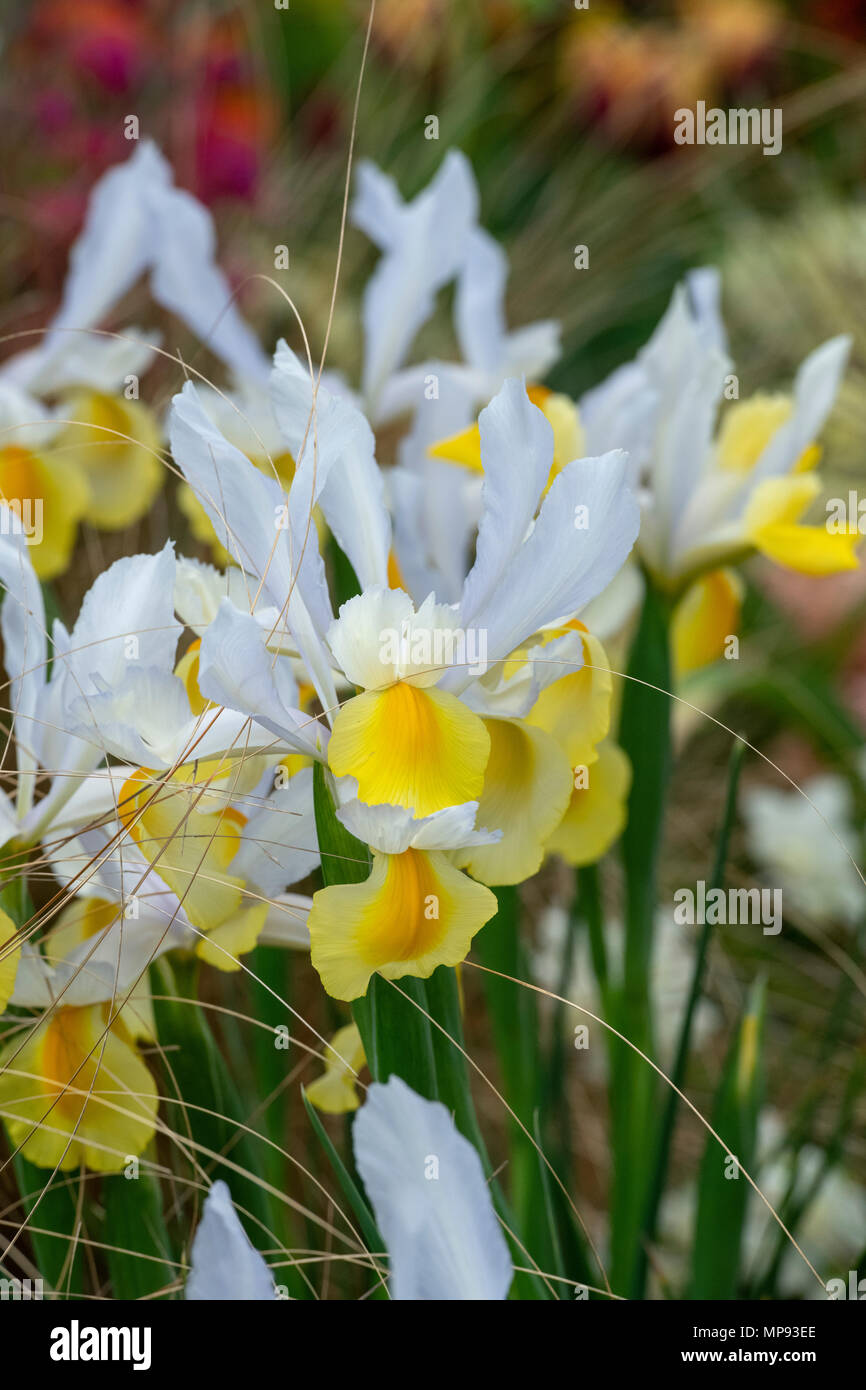 Iris x Hollandica ‘Apollo'. Dutch Irises 'Apollo' flowers at a flower