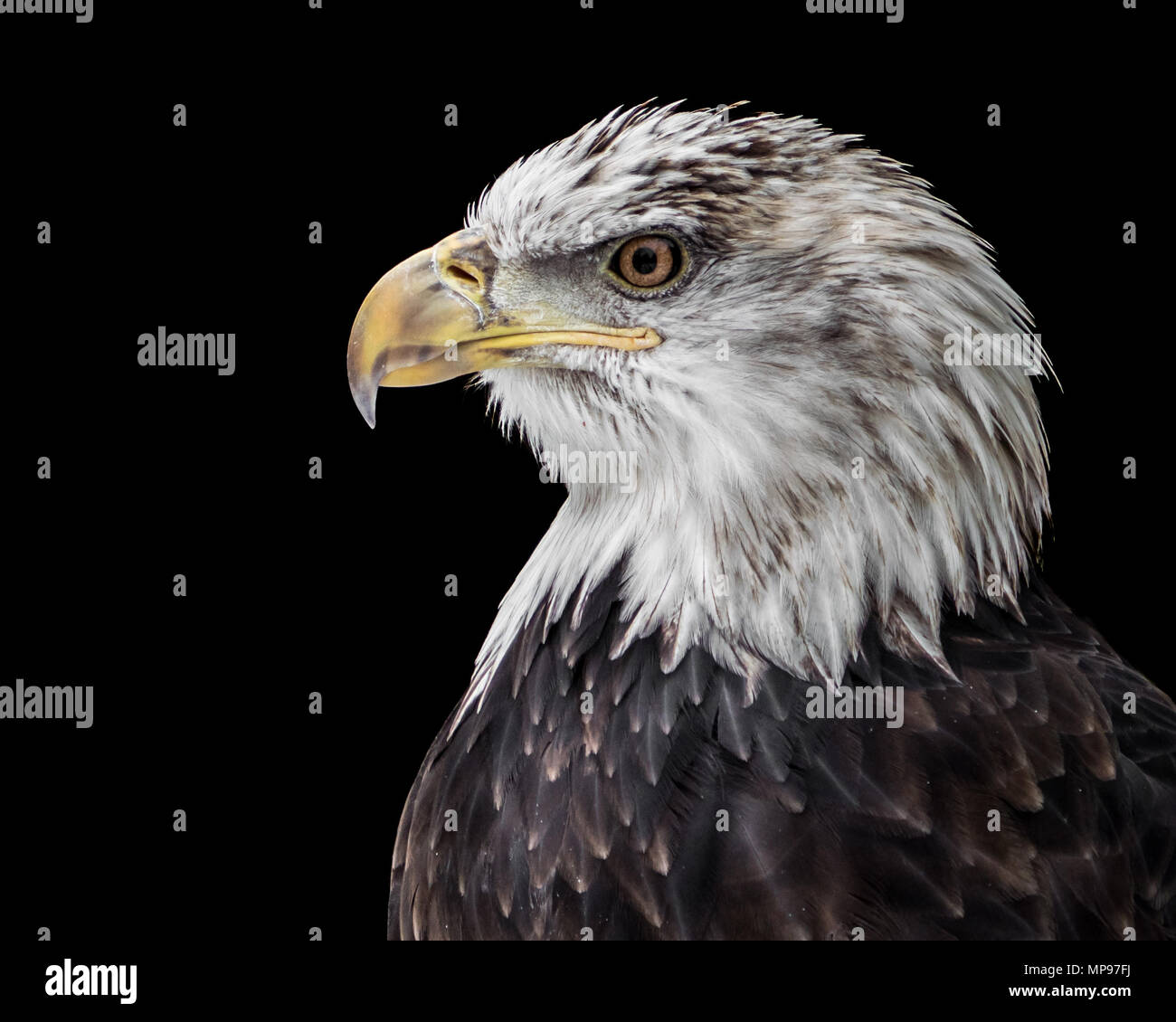 Profile Portrait of an Juvenile Bald Eagle Against a Black Background Stock Photo