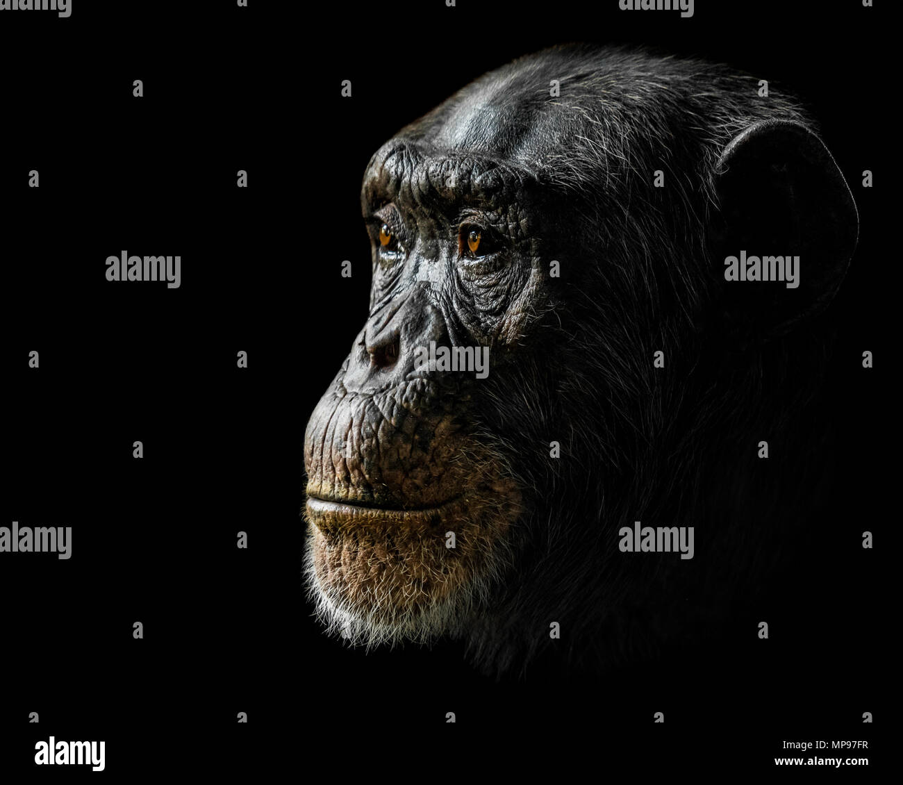 Profile Portrait of a Chimpanzee Against a Black Background Stock Photo