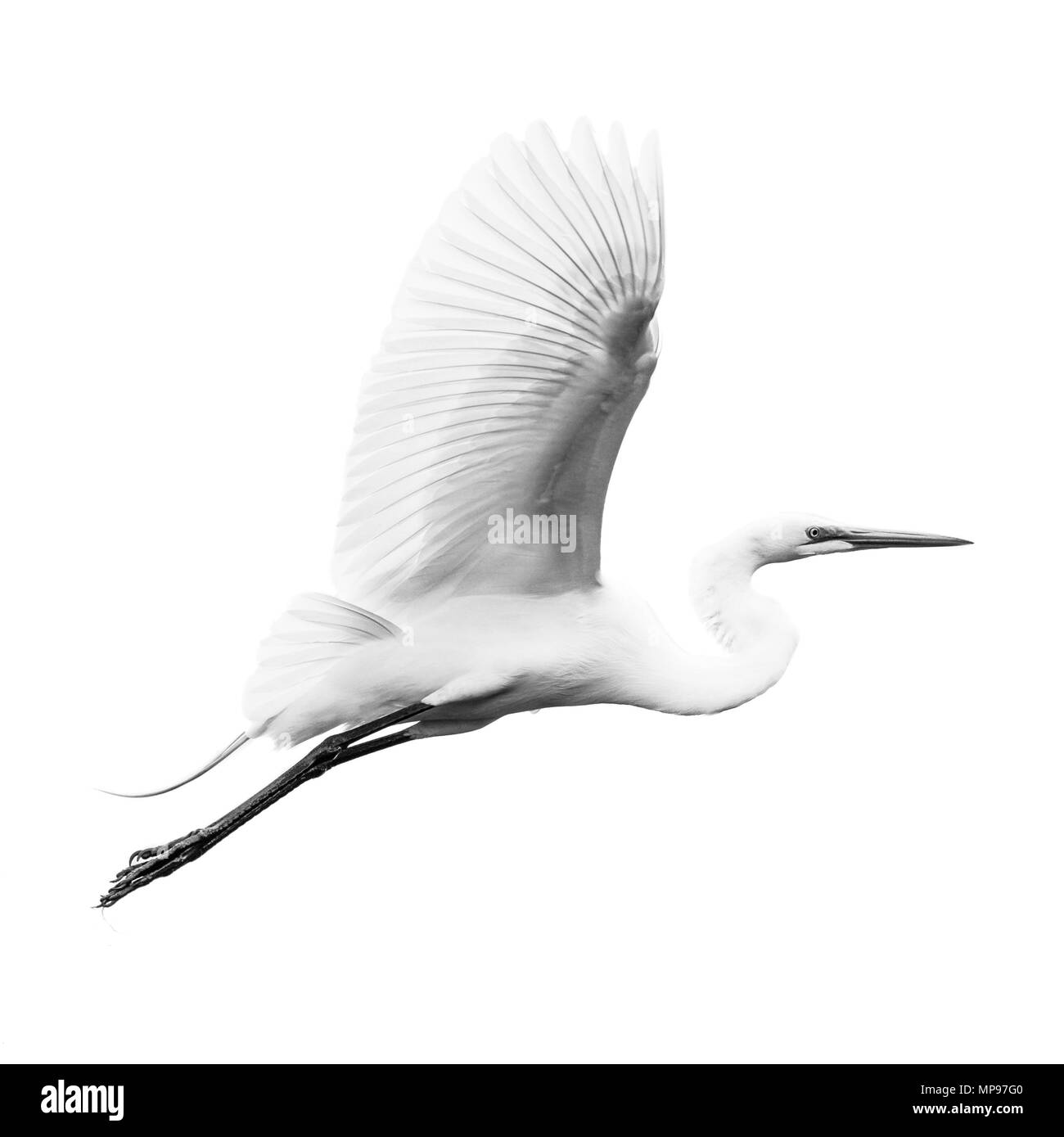 Great Egret in Flight Against White Sky Stock Photo