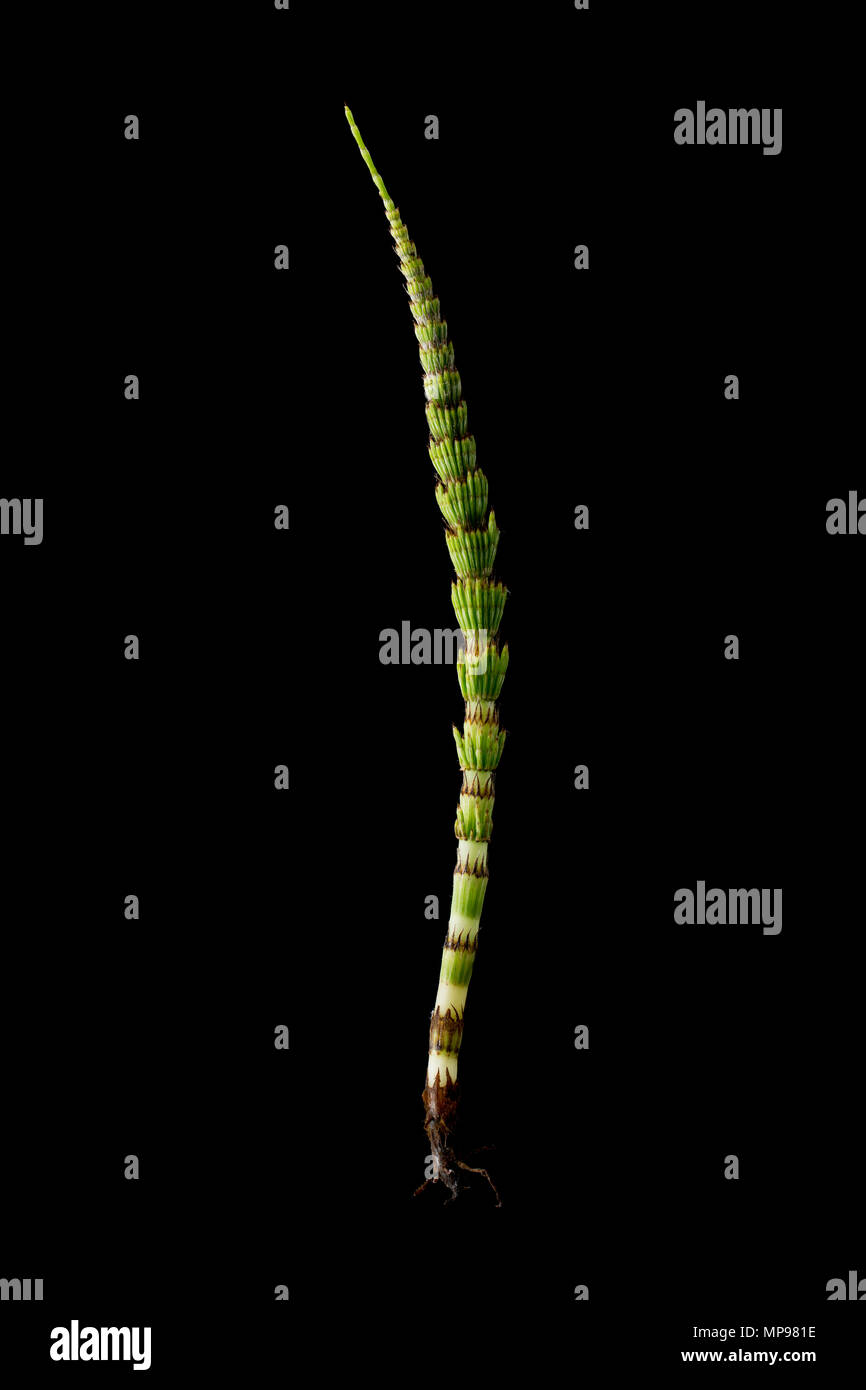 The Horsetail Fern, genus Equisetum. They are unusual in that they reproduce by spores rather Stock Photo
