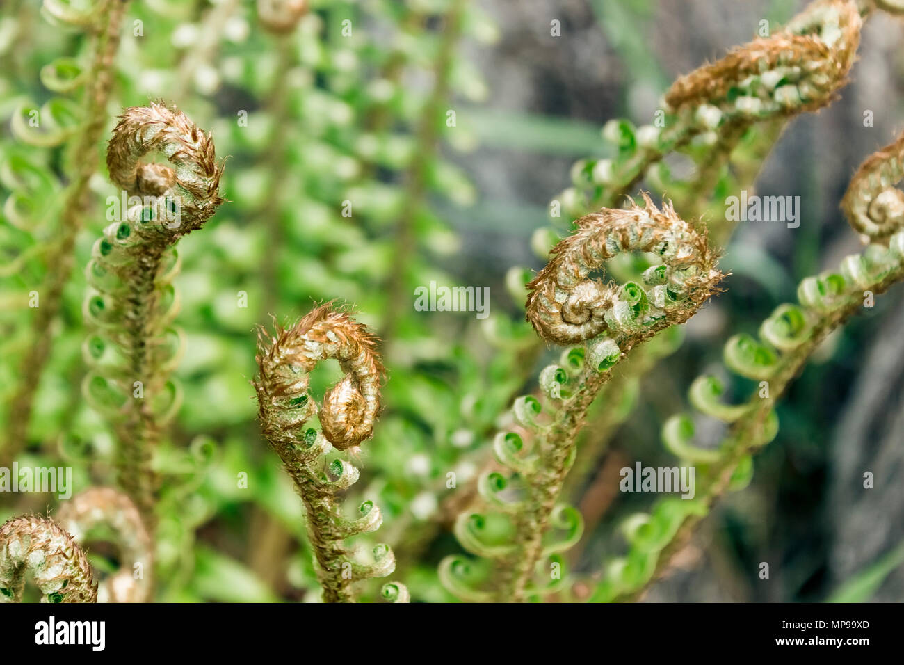 Curly young fiddleheads growing at the top of a Western sword fern appear playful in the spring, before they unfurl as new fronds (British Columbia). Stock Photo