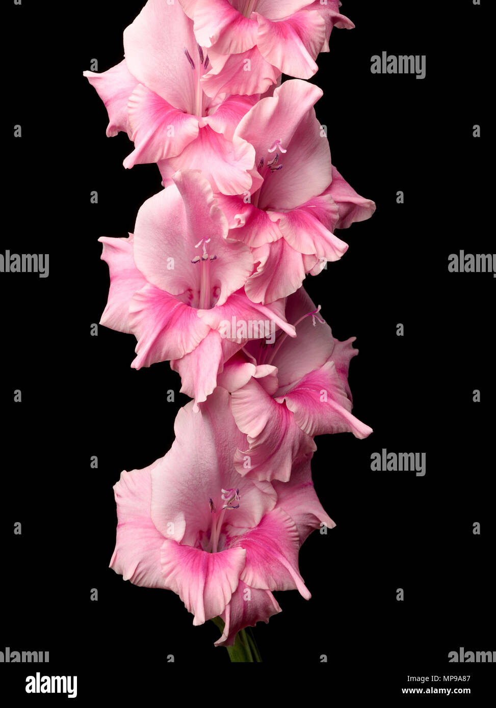 Studio image of Gladiolus stemm in full flower, black background. Stock Photo