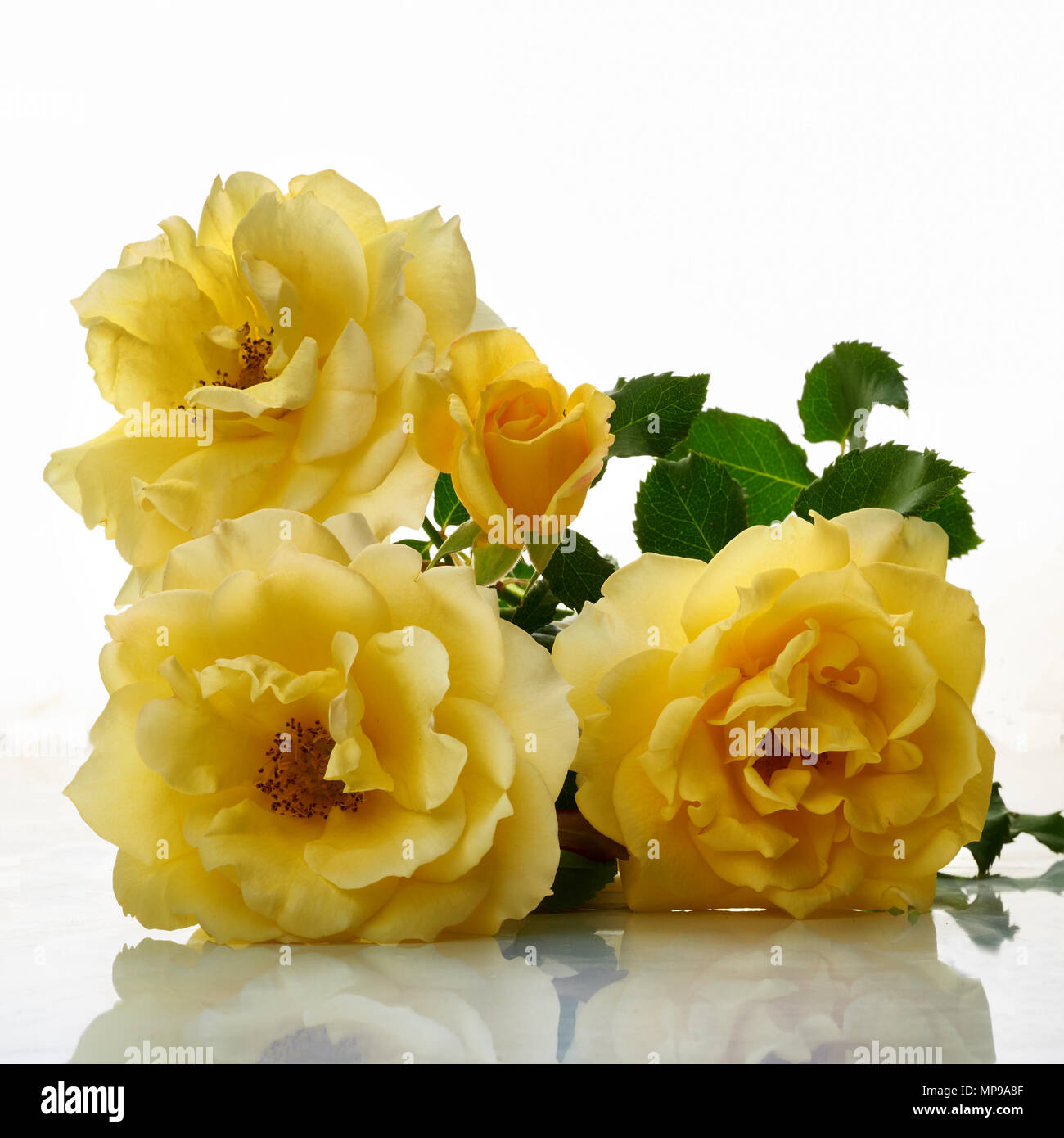 Studio image of Gold Bunny Rose blooms. Released by Meilland of France in 1978, Gold Bunny remains popular as a bedding and garden rose. Typically pro Stock Photo