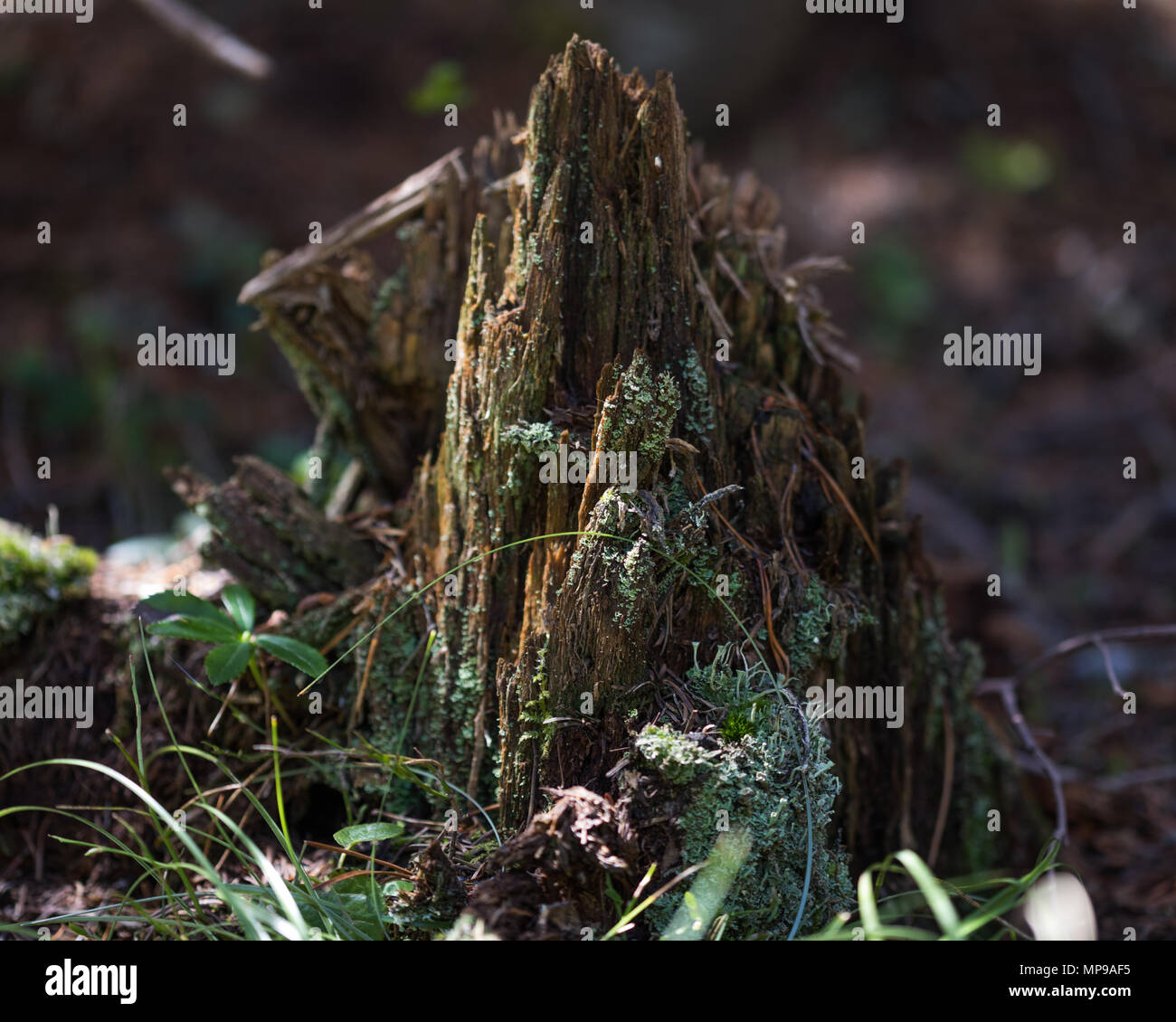 Decaying tree stump with lichens and fungi Stock Photo