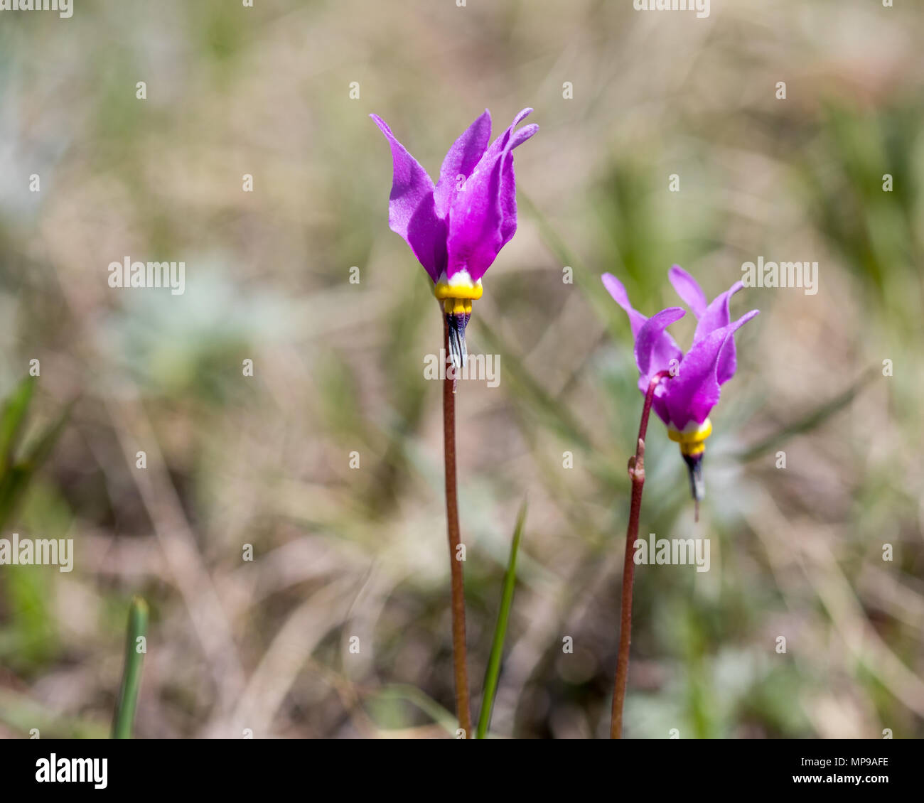 Shooting Stars, wildflowers in Waterton Lakes National Park, Alberta