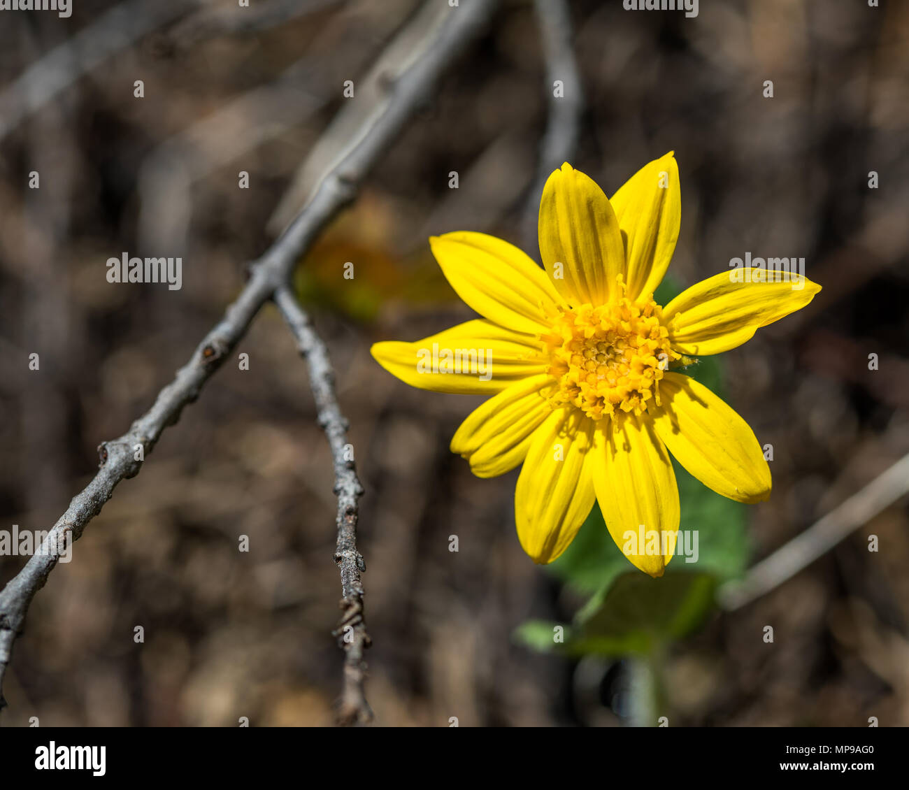 Daisy like flower hires stock photography and images Alamy