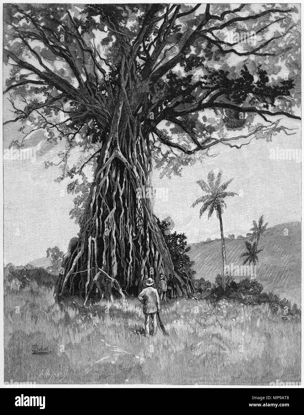 Engraving of a Baka Tree from the New Hebrides. From the Picturesque Atlas of Australasia Vol 3, 1886 Stock Photo