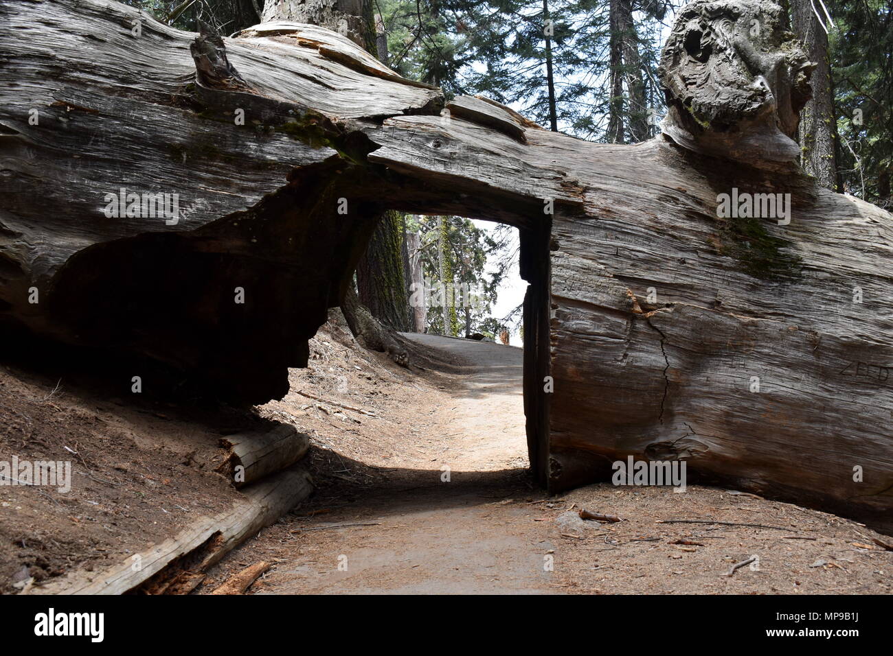 A trail passing through a Sequoia, Sequoia National Park, California Stock Photo