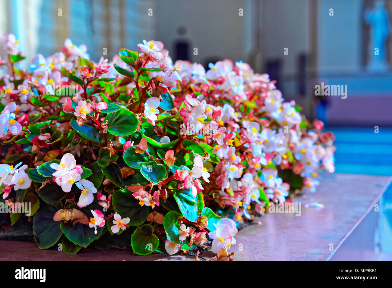 Flowers in bloom, Vilnius, Lithuania Stock Photo Alamy