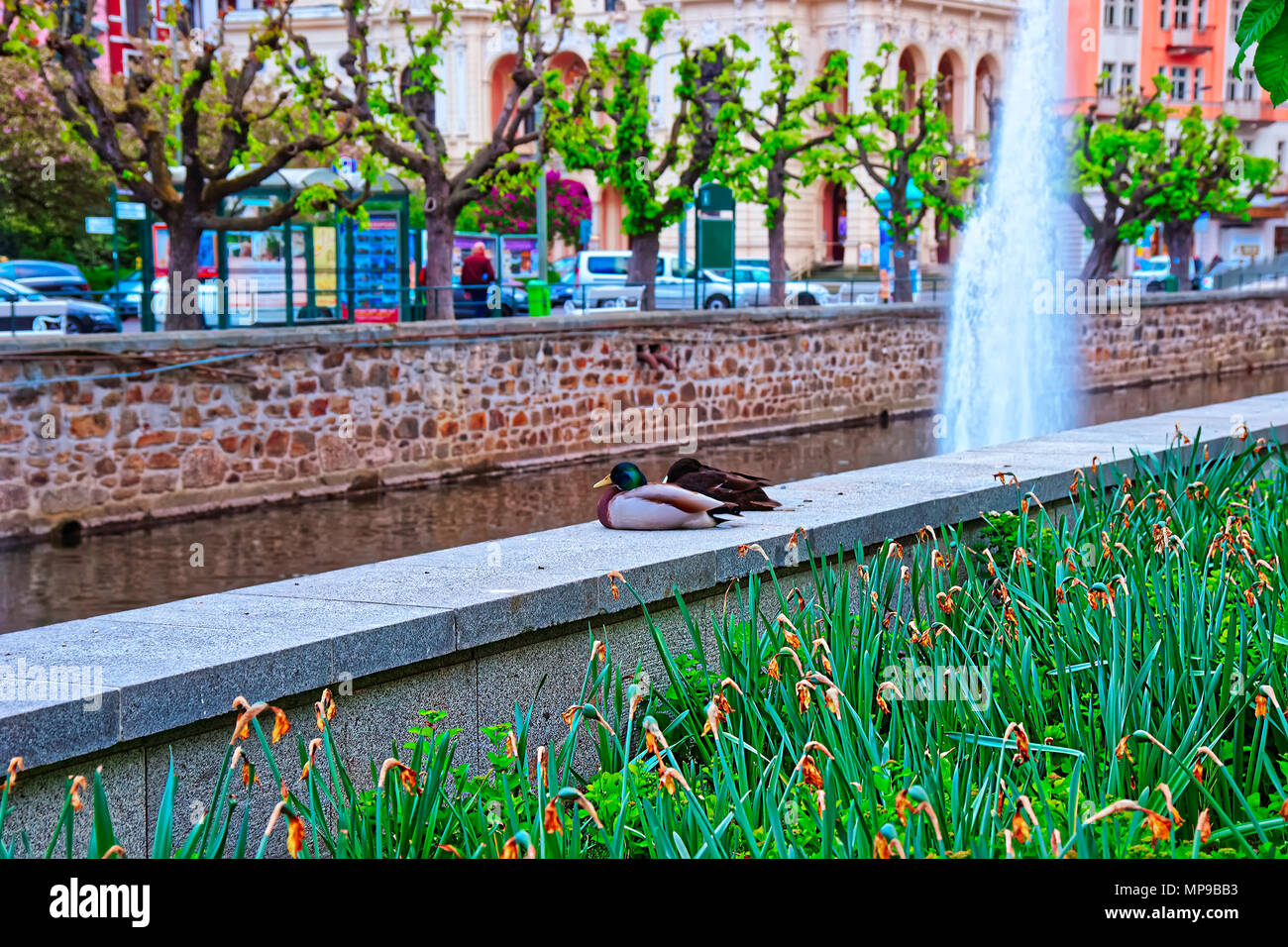 Ducks at the Fountain in Tepla River, Karlovy Vary, Czech republic Stock Photo