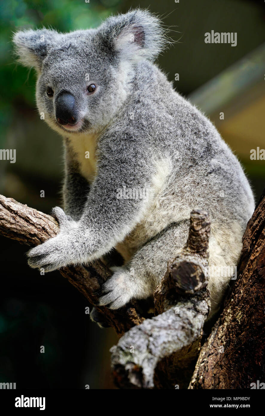 Koala is a marsupial native to Australia found in coastal areas of the