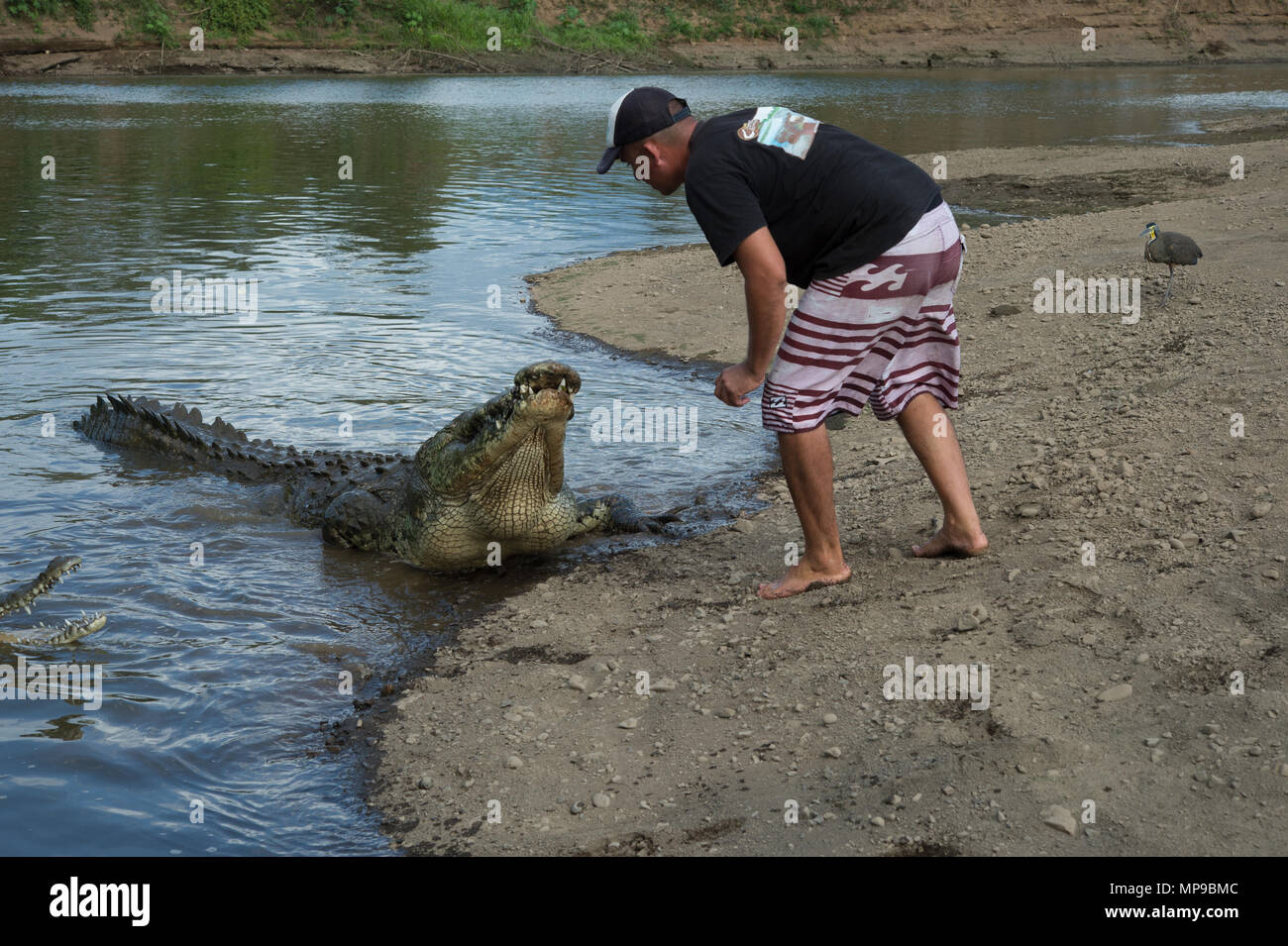 Feeding of American Cocodile, Crocodylus acutus, Crocodylidae, Rio Tarcoles, Costa Rica, Centroamerica Stock Photo