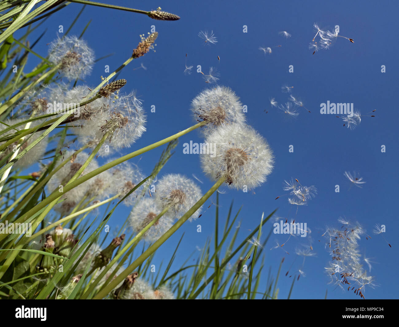 Dandelion Taxaxacum officinale seed blowing in the wind Stock Photo
